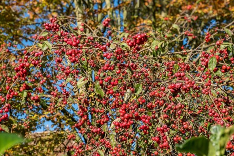 Ornamental apple (Malus spec.), Münsterland, North Rhine-Westphalia, Germany, Europe