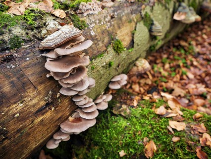 Oyster mushroom (Pleurotus ostreatus), Switzerland, Europe