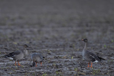 Bean goose, Bean goose (Anser fabalis), Texel, Netherlands