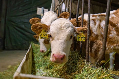 Young calves in metal grid feeding station with hay, Haselstaller Hof, Gechingen, Calw district,