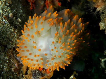 White nudibranch with bright orange dots, gas flame nudibranch (Bonisa nakaza), False Bay dive