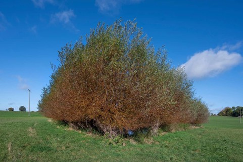 Wicker (Salix viminalis) around a shallow body of water formed from dead ice, Mecklenburg-Western