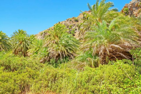 Preveli palm forest, Rethymno, Crete, Greek Islands, Greece, Europe