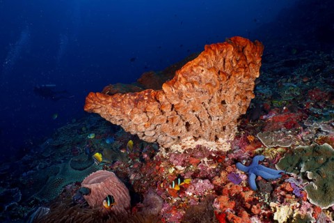 Luminous Barrel sponge, barrel sponge (Xestospongia testudinaria) with blue starfish and fish, dive