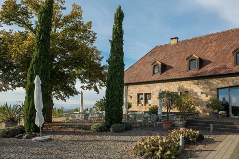 Vineyard with palm trees and cypresses in autumn, Blankenhornsberg, near Ihringen, Kaiserstuhl,