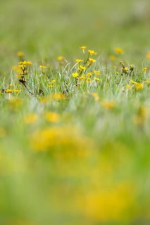 Marsh marigold (Caltha palustris), flowers of wetland biotopes, yellow flower, Flusslandschaft