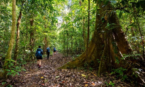 Tourists hiking on a trail through the tropical rainforest, Corcovado National Park, Osa, Puntarena