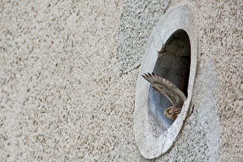 Kestrel (Falco tinnunculus) at the breeding site, Common Kestrel at the entrance hole of a house
