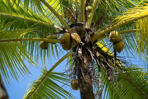 Coconuts on a coconut palm (Cocos nucifera), Puntarenas province, Costa Rica, Central America