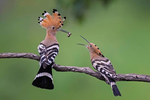 Hoopoe (Upupa epops) Bird of the Year 2022, male with caterpillar as a wedding present for the