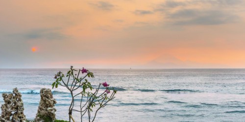Frangipani (Plumeria) with view from Lombok to Bali, plant, shrub, flora, garden, botany,