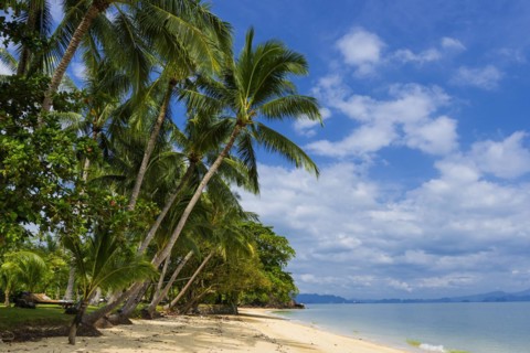 Palm beach on Koh Yao Noi, beach holiday, beach landscape, palm tree, sea, dream beach, dream