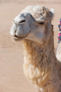 Dromedary (Camelus dromedarius), Arabian camel in head portrait, head, animal, farm animal, detail,