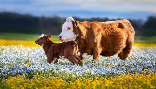 A brown cow and a calf, studio, AI generated