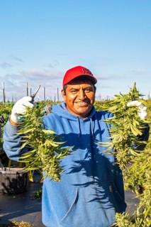 Paw Paw, Michigan, Migrant farmworkers harvest cannabis at Grasshopper Farms