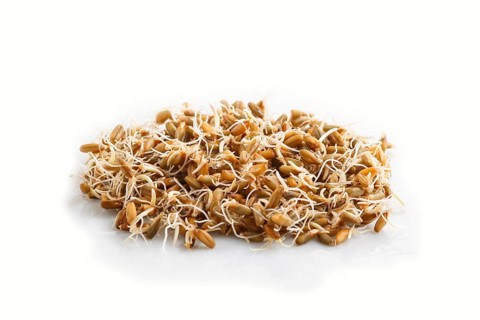 Heap of germinated rye isolated on white background, side view, close up