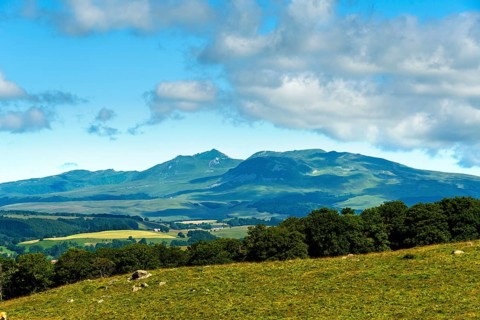 Herd of Aubrac cows grazing in the Cezallier region of Auvergne Volcanoes Natural Park against the