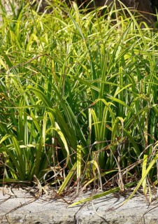 Sedge (Carex), in the park, North Rhine-Westphalia, Germany, Europe