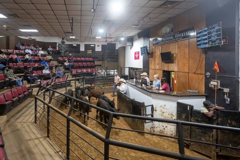 Oklahoma City, Oklahoma, Cattle are auctioned at the Oklahoma National Stockyards. Since it was
