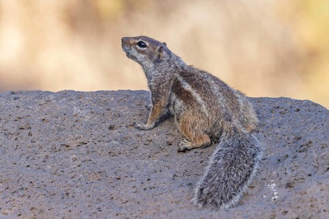 Atlas squirrel, North African bristle squirrel or Barbary squirrel (Atlantoxerus getulus) looking