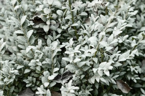Boxwood branch covered with hoarfrost on blue background, garden and winter concept. Frost texture,