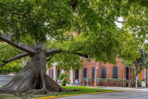Tree in front of church Key West Florida USA