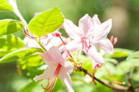 Rhododendron (azalea) flowers of various colors in the spring garden. Closeup. Blurred background
