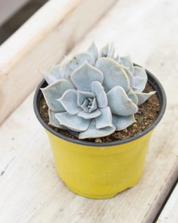 Beautiful succulent plant in greenhouse. Closeup, floral patterns, selective focus