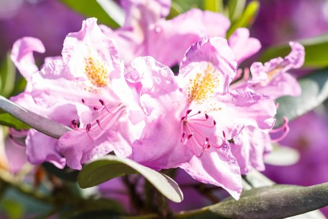 Rhododendron (azalea) flowers of various colors in the spring garden. Closeup. Blurred background