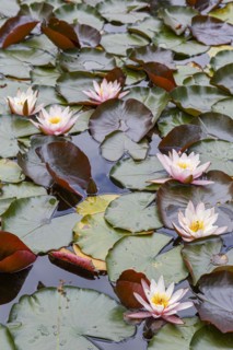 Fresh pink water lilies (Nymphaeaceae) on the surface of a calm pond