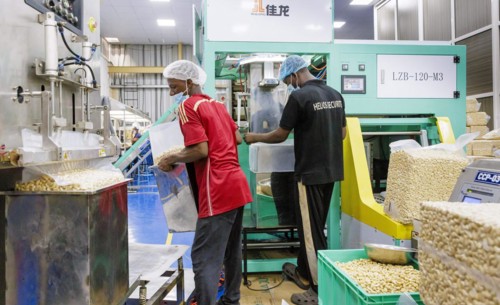 KAJU, cashew factory. Weighing and packing of cashew nut factory near Cotonou in Benin, Glo-Djigbe,