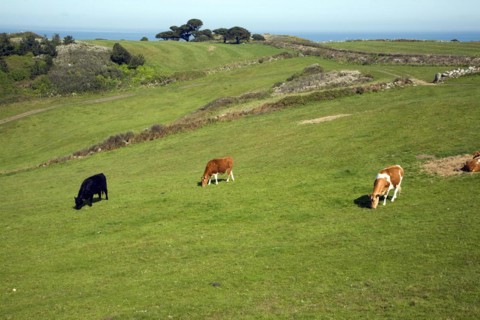 Cattle graze in field Island of Herm, Channel Islands, Great Britain