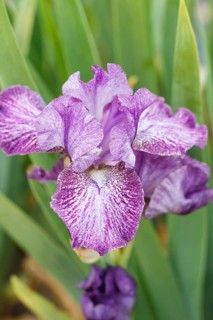 Beautiful multicolored iris flower bloom in the garden. Close up, fragility and summer concept
