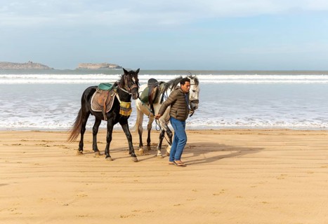 Horses on the beach at Essaouira, Morocco, north Africa, Africa