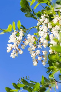 Blooming locust in the garden in summer