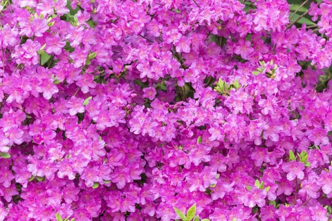 Blooming rhododendron in the botanical garden in spring