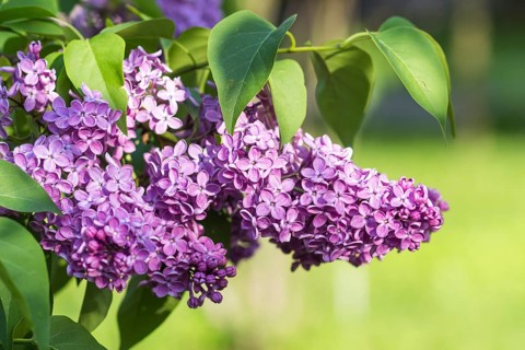 Blooming lilac in the botanical garden in spring