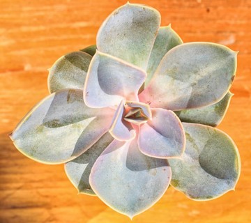 Beautiful little plant, succulent in a small flower pot. on the wooden background