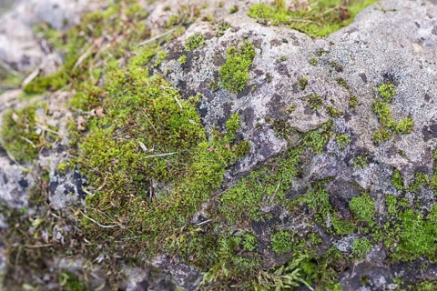 Texture of a boulder with moss and lichen