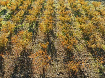 Vineyard in autumn. Aerial view. Drone shot. Granada province, Andalusia, Spain, Europe