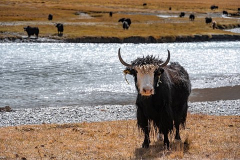Yak by a river, Burkhan Valley, Terskey Ala-Too, Tien Shan, Issyk Kul Province, Kyrgyzstan, Asia
