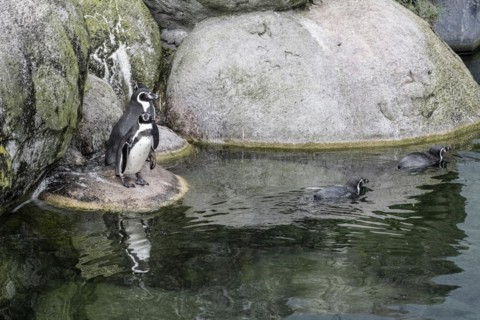 Magellanic penguins (Spheniscus magellanicus), Emmen Zoo, Netherlands