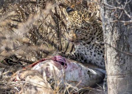 Leopard (Panthera pardus), adult female eating killed antelope, Kruger National Park, South Africa,
