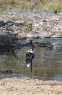 Saddle-billed stork (Ephippiorhynchus senegalensis) at a river, Kruger National Park, South Africa,