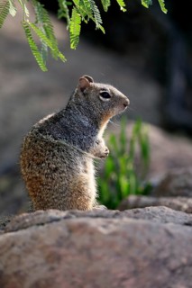 Rock gopher, (Otospermophilus variegatus), adult, on rocks, vigilant, Sonoran Desert, Arizona,