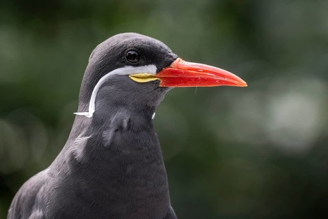 Inca Tern (Larosterna inca), Walsrode Bird Park, Lower Saxony, Germany, Europe