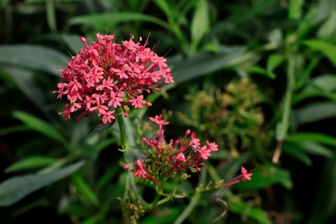 Red valerian (Centranthus ruber), flowering, Elllerstadt, Germany, Europe