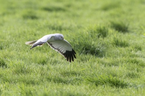 Hen harrier (Circus cyaneus), Emsland, Lower Saxony, Germany, Europe