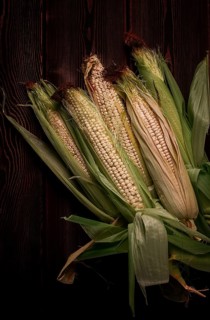 Corn cobs, on a wooden table, top view, close-up, rustic, selective focus, dairy corn