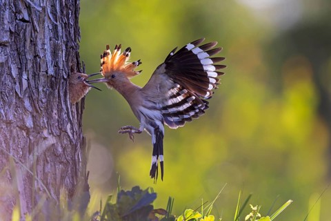 Hoopoe (Upupa epops) Bird of the Year 2022, with beetle larva as prey for the young bird in the